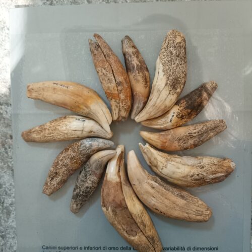 denti orso